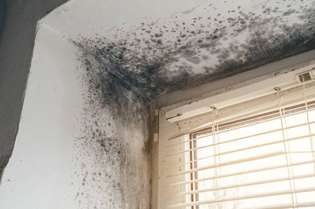 Affordable Mold Inspection And Testing solutions in Montclair, VA